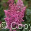 Astilbe Visions