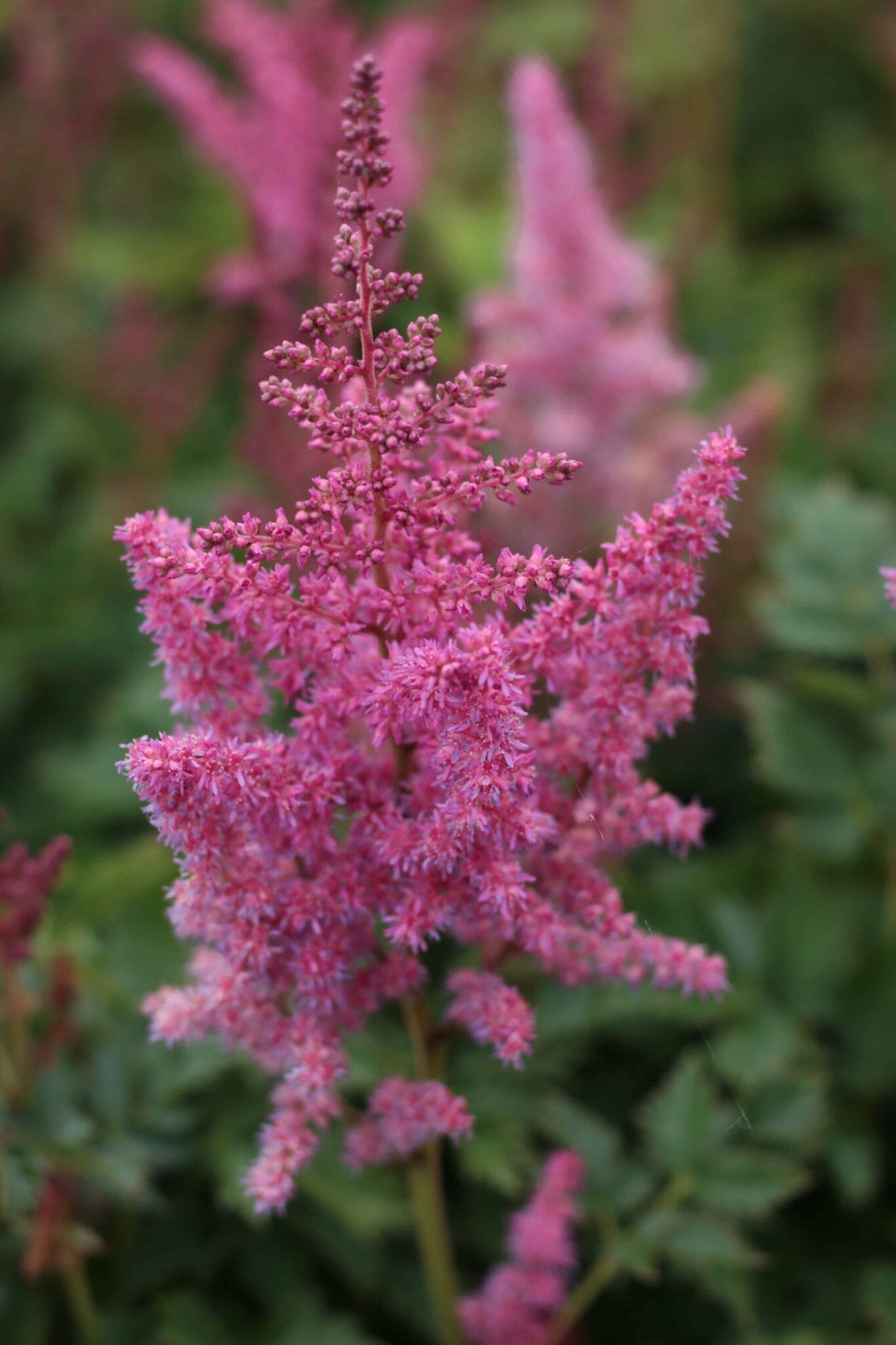 Astilbe Visions