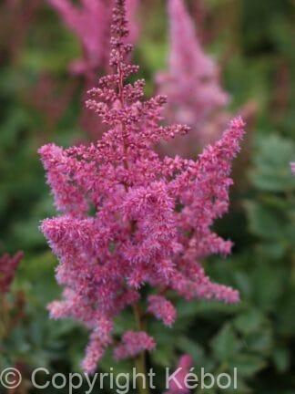 Astilbe Visions - case