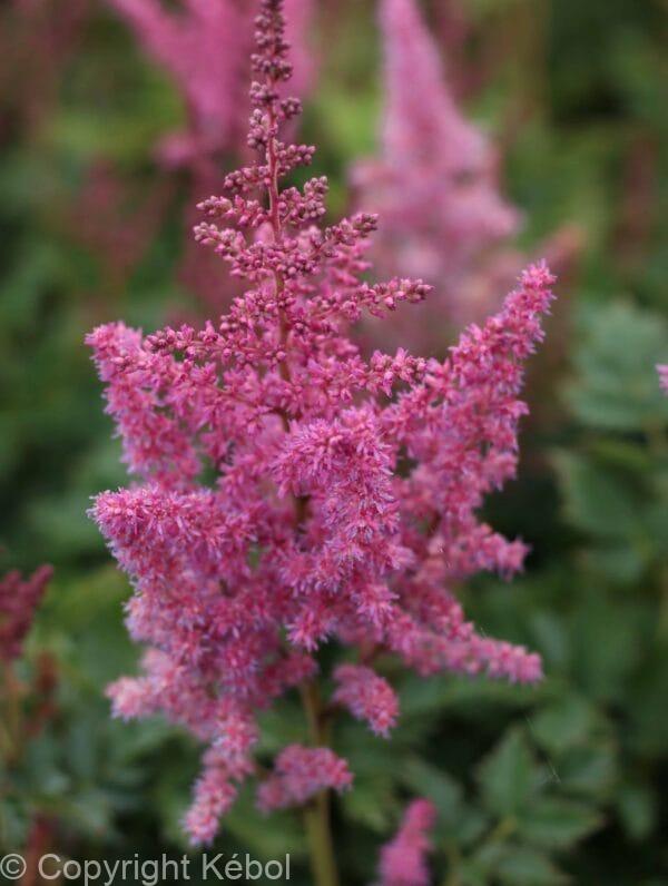 Astilbe Visions