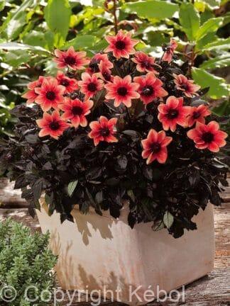 Dahlia hybrid Dragon Ball  - bag