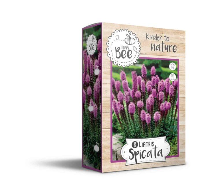Liatris Spicata Happy Bee 8x