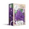 Phlox Amethyst