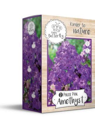 Phlox Amethyst