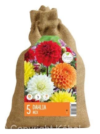 CyG Dahlia mix II