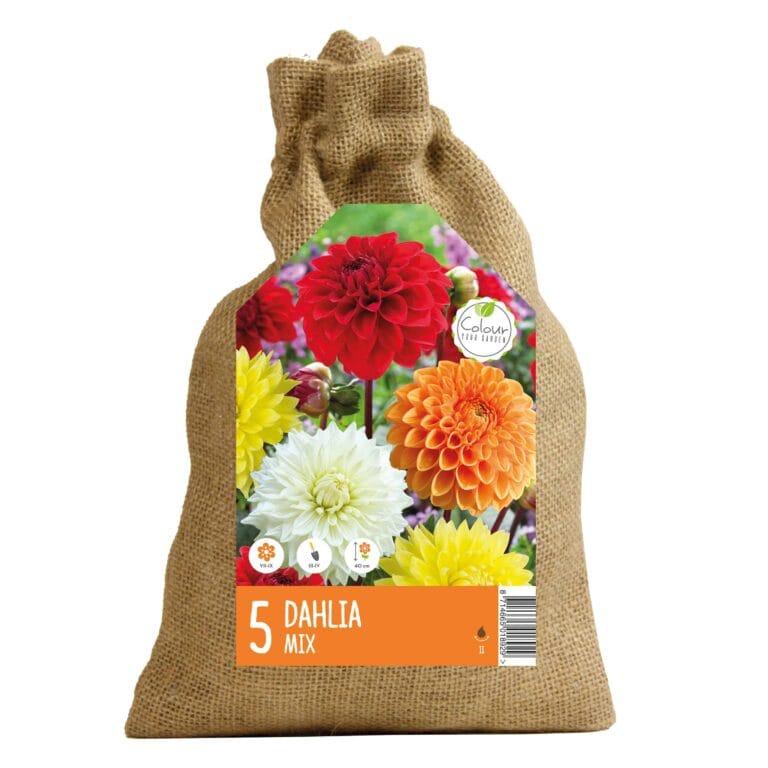 CyG Dahlia mix II