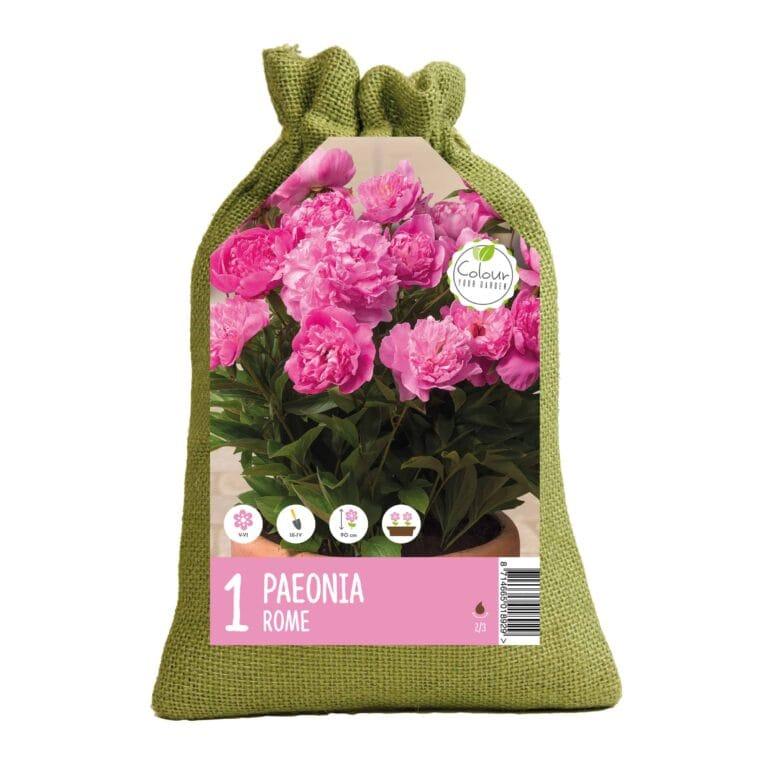 CyG Peaonia Rome