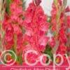 Gladiolus After Shock