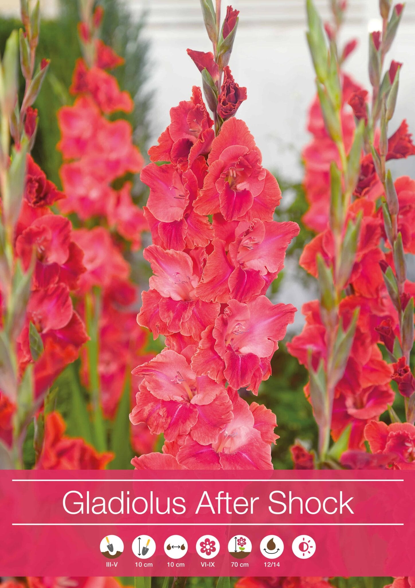 Gladiolus After Shock