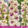 Gladiolus Amber Mistique