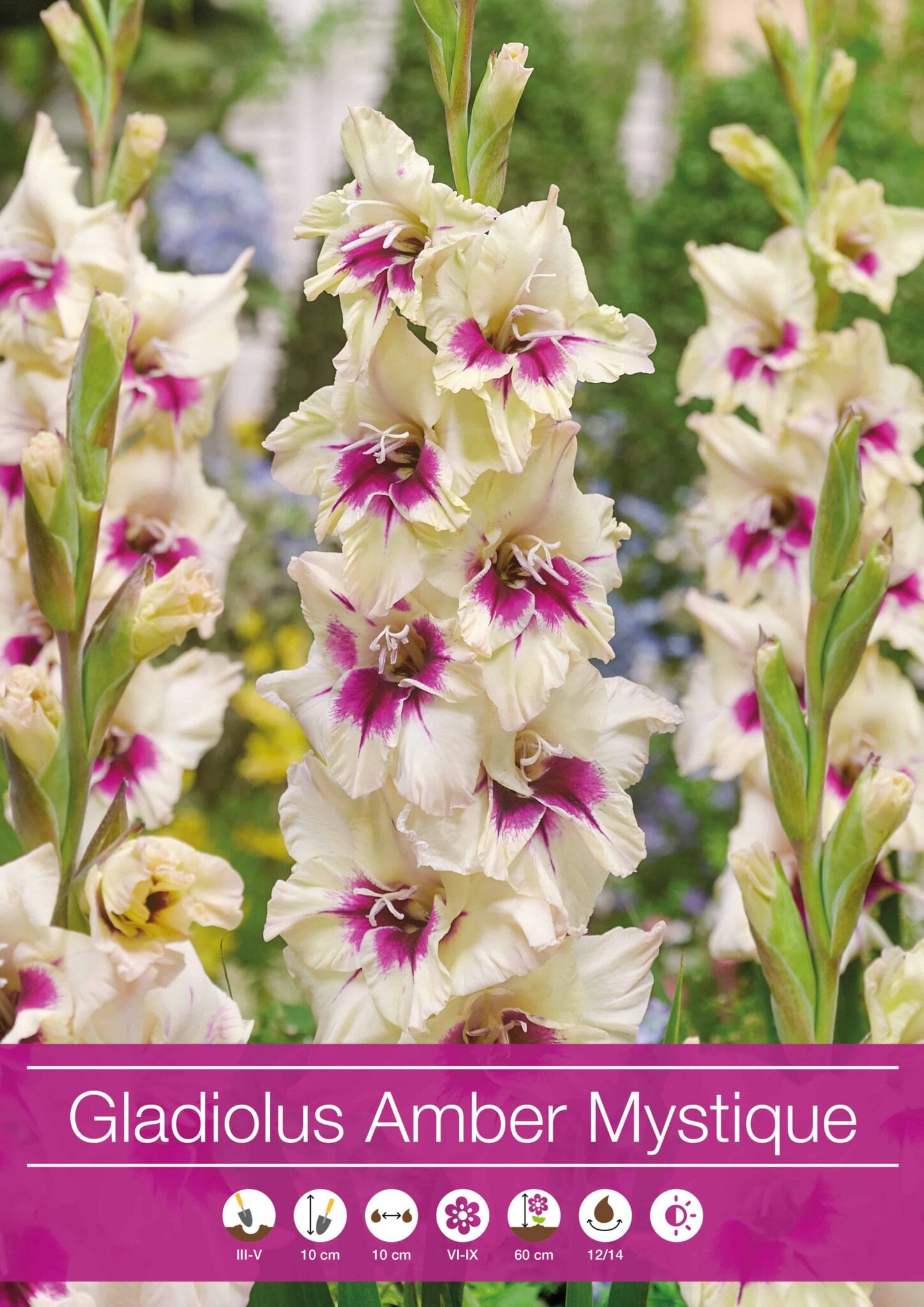 Gladiolus Amber Mistique