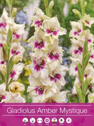 Gladiolus Amber Mistique