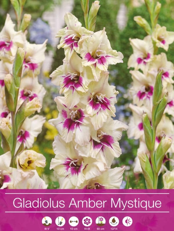 Gladiolus Amber Mistique