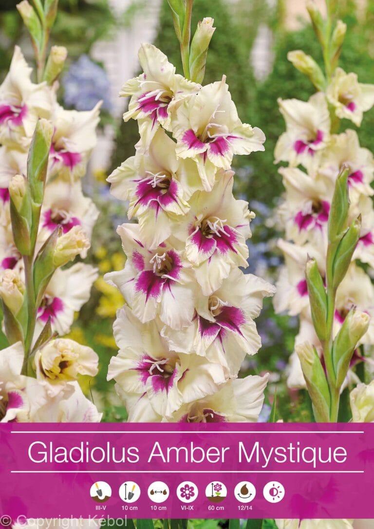 Gladiolus Amber Mistique