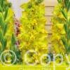 Gladiolus Blitz