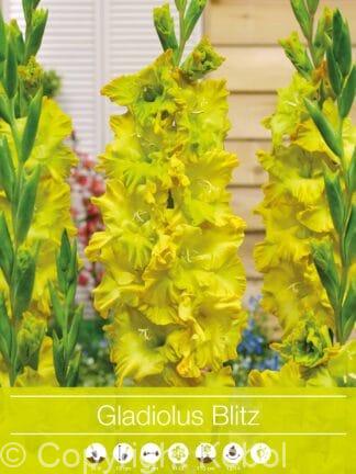 Gladiolus Blitz