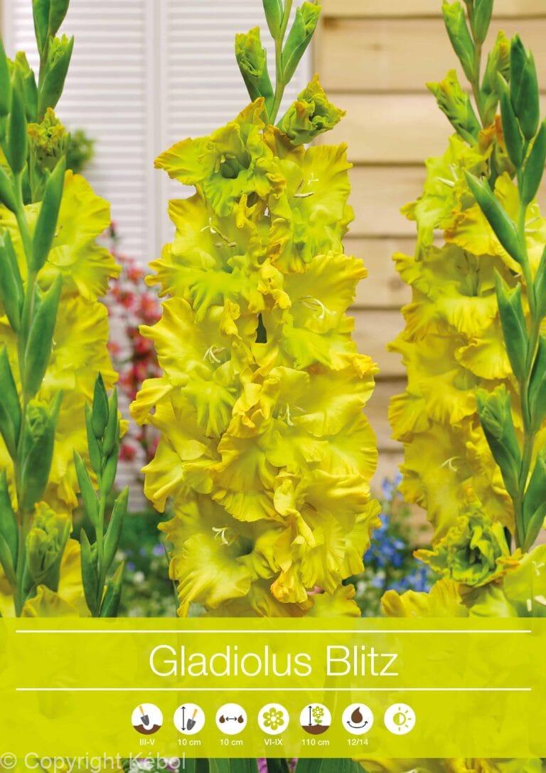 Gladiolus Blitz