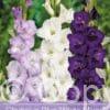 Gladiolus Mixed Blue / White