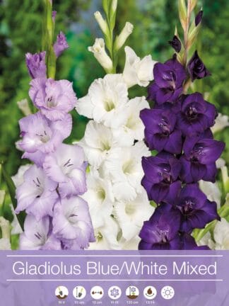 Gladiolus Mixed Blue / White