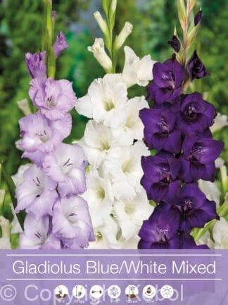 Gladiolus Mixed Blue / White