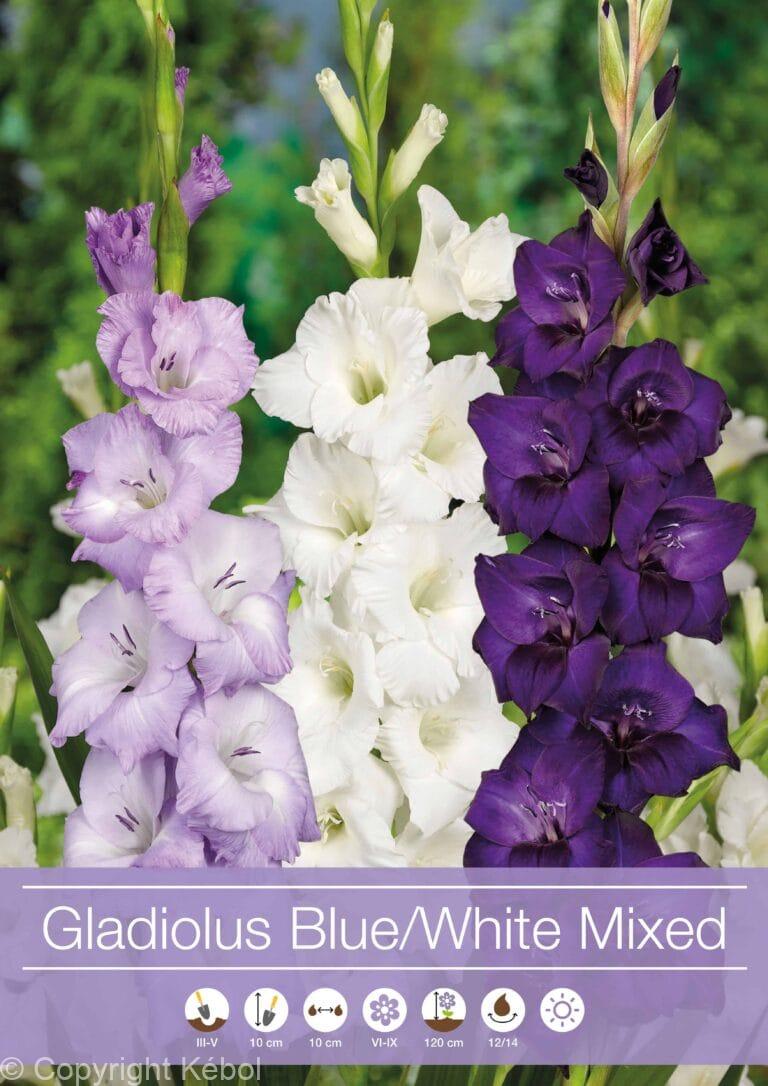 Gladiolus Mixed Blue / White