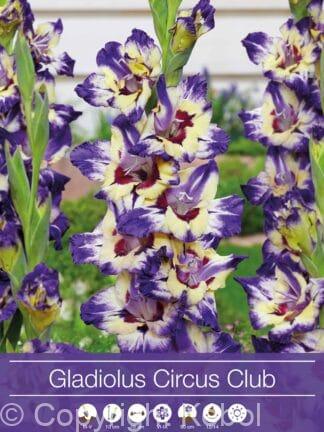 Gladiolus Circus Club
