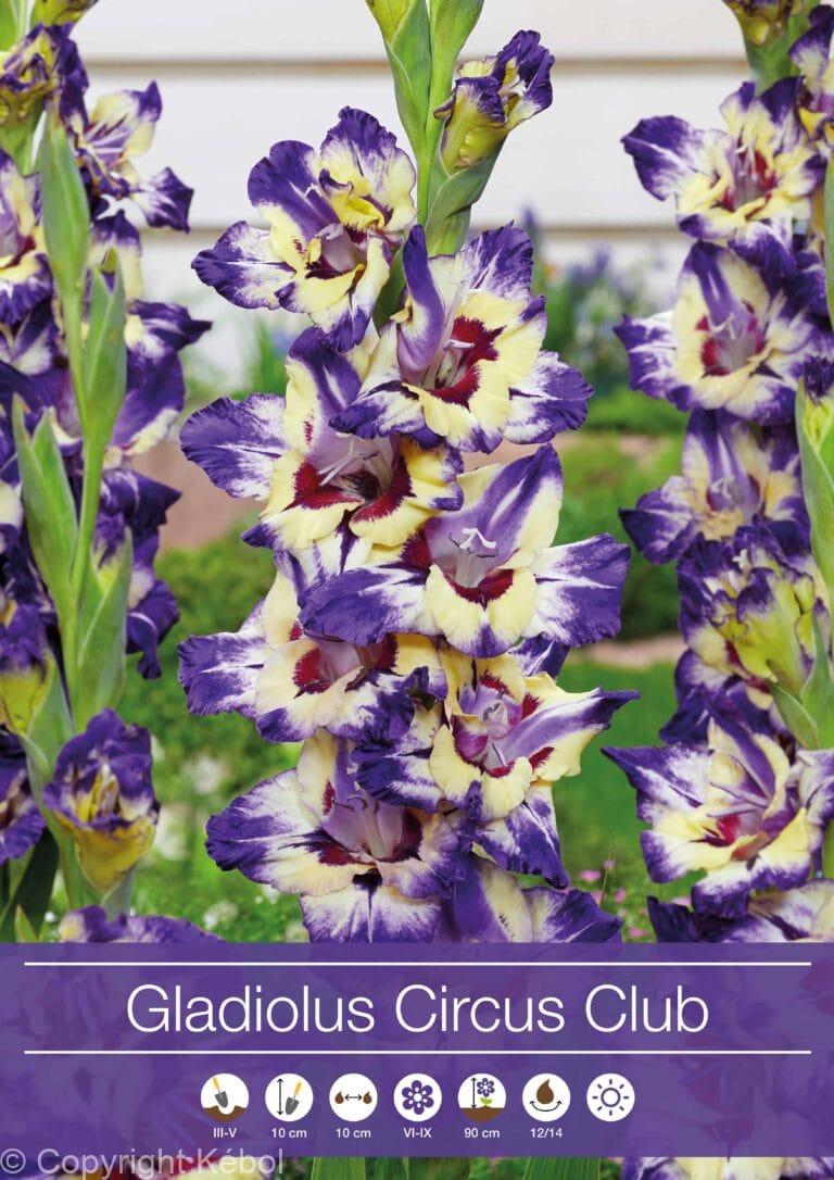 Gladiolus Circus Club