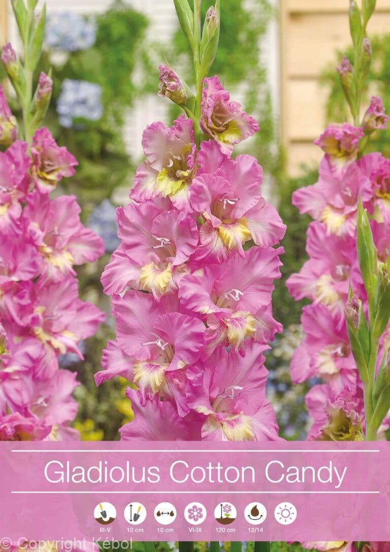 Gladiolus Cotton Candy