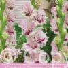 Gladiolus Dreamy Creamy