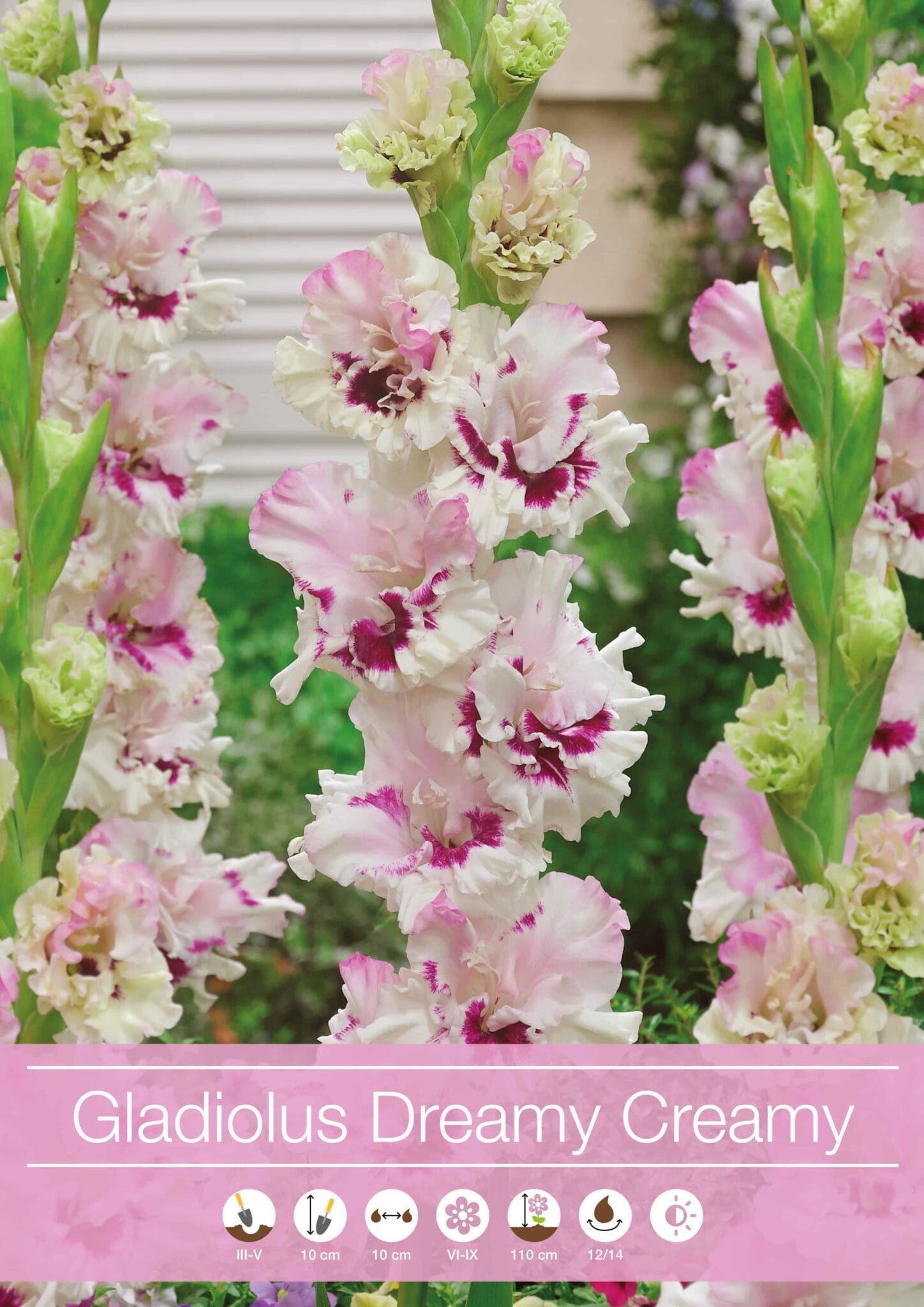 Gladiolus Dreamy Creamy