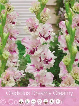 Gladiolus Dreamy Creamy