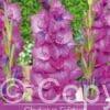 Gladiolus Evident