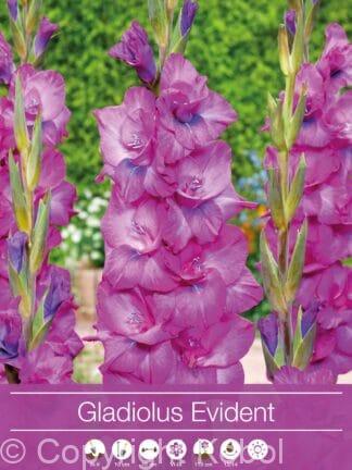 Gladiolus Evident