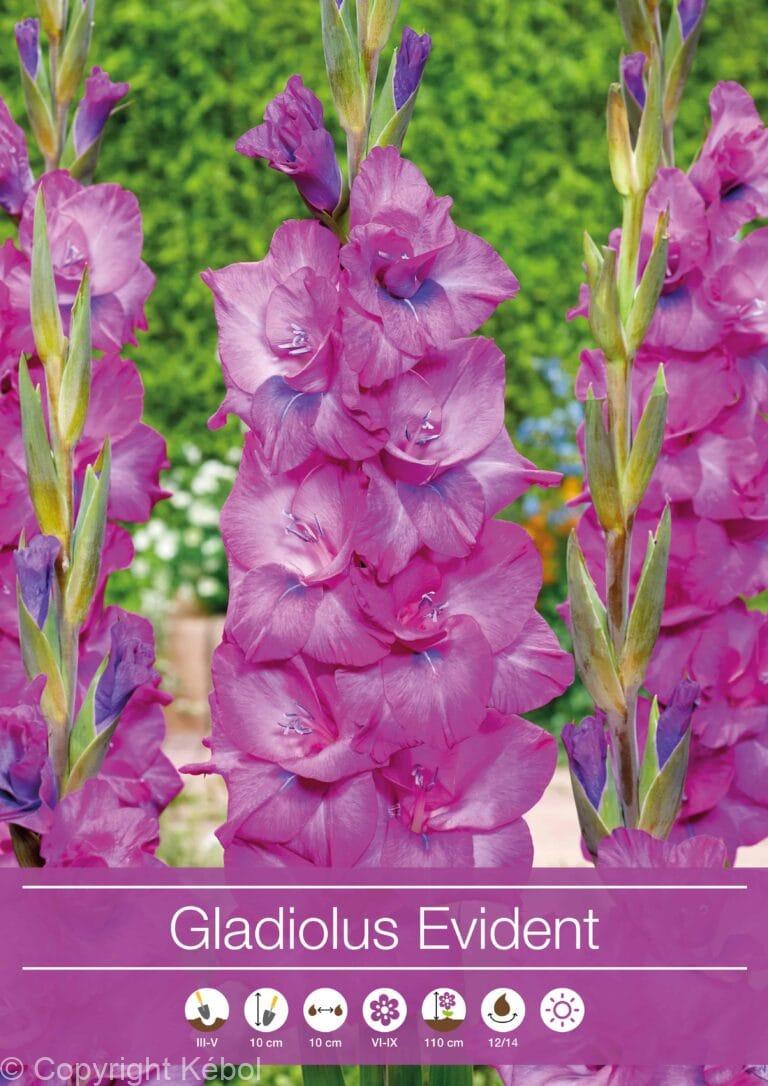 Gladiolus Evident