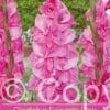 Gladiolus Fairytale Pink