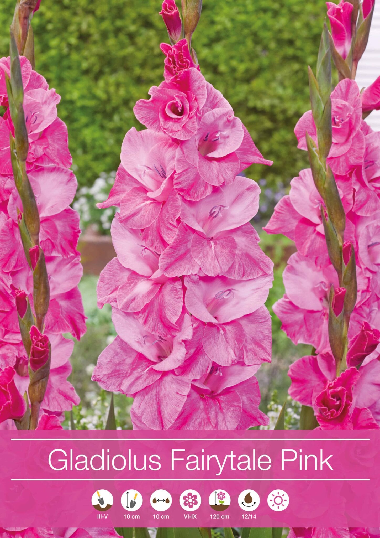 Gladiolus Fairytale Pink