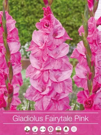 Gladiolus Fairytale Pink