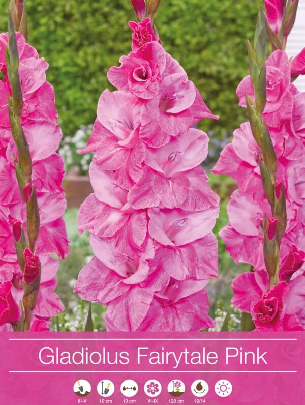 Gladiolus Fairytale Pink
