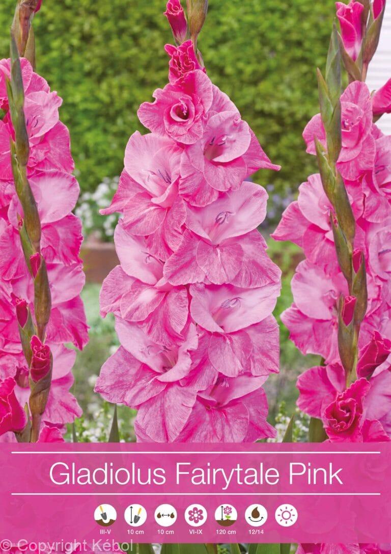 Gladiolus Fairytale Pink