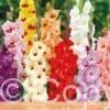 Gladiolus Mixed