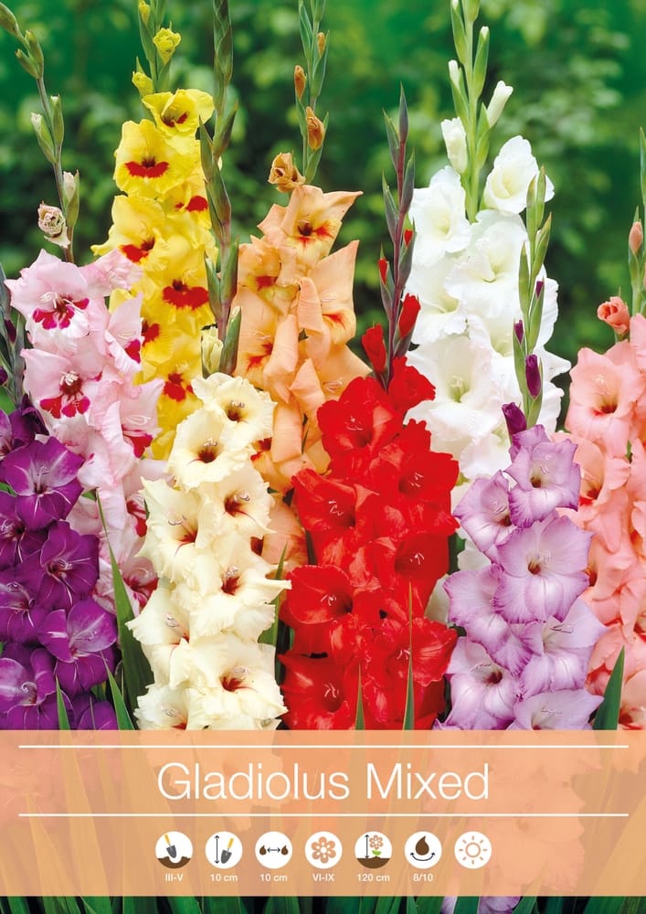 Gladiolus Mixed