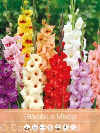 Gladiolus Mixed