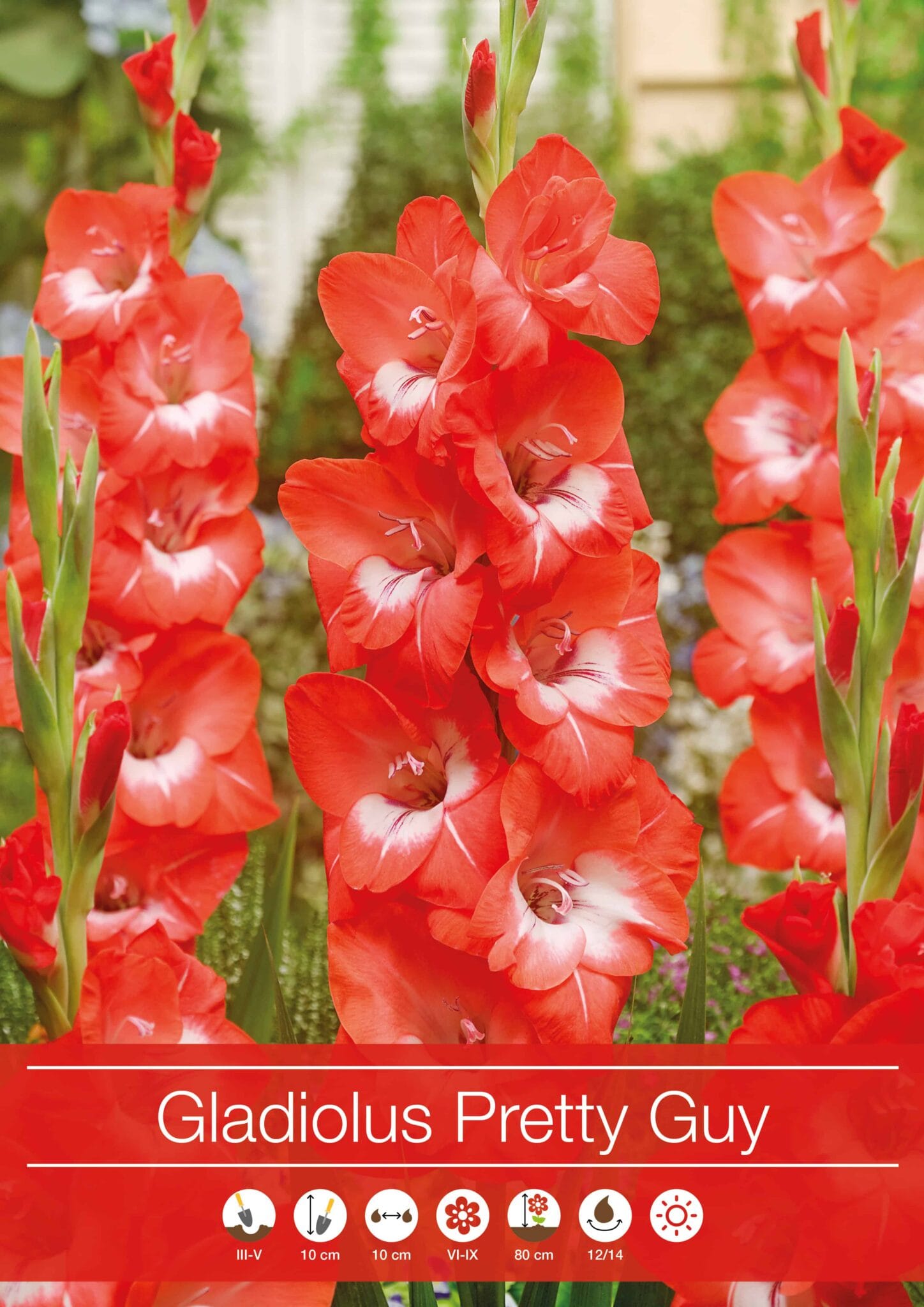 Gladiolus Pretty Guy