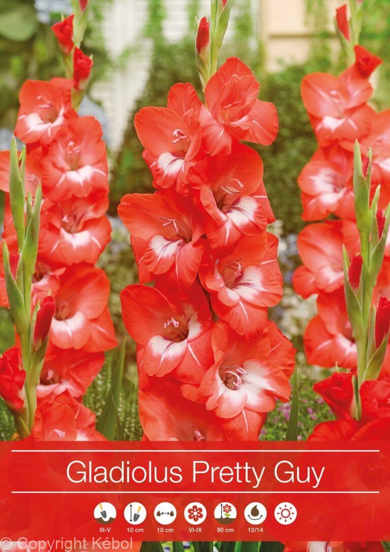 Gladiolus Pretty Guy