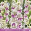 Gladiolus Violet Heart