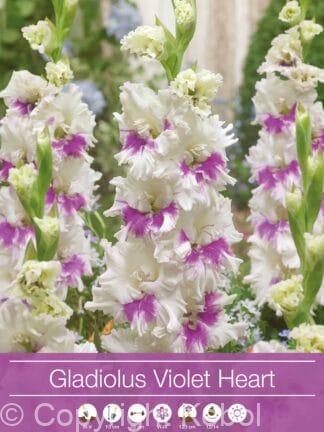 Gladiolus Violet Heart