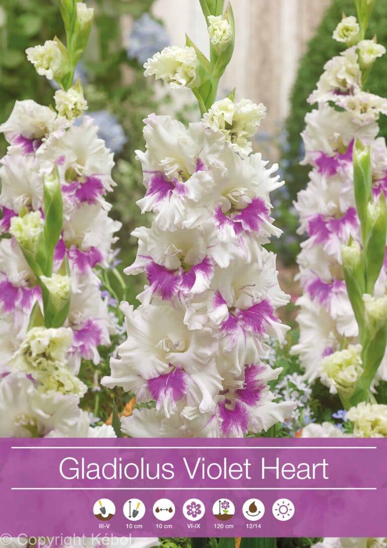 Gladiolus Violet Heart