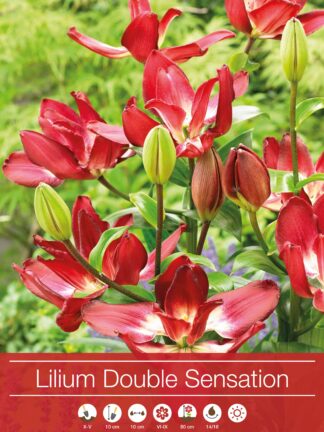 Lilium Double Sensation (As)