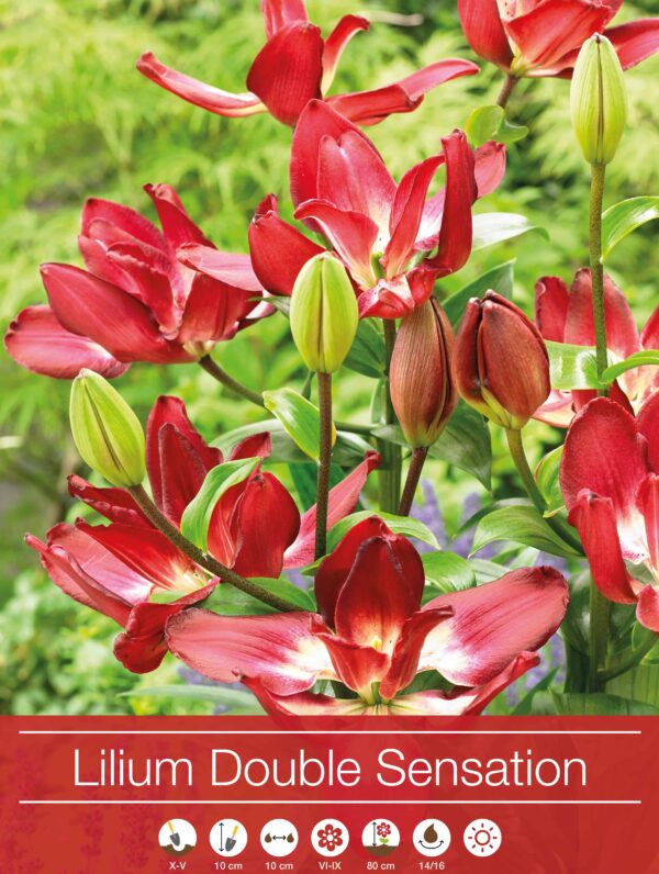 Lilium Double Sensation (As)