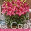 Lilium FantAsiatic Raspberry